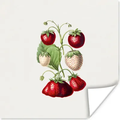Produktbild von MuchoWow® Poster Erdbeeren - Pflanze - Frucht 50x50 cm - Wohnzimmerdekoration