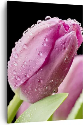 Produktbild von Bild auf Leinwand - Leinwandbild - Einteilig - Tulpe Blumen Tau - 70x100cm - Wand Bild - Wanddeko - Wandbilder - Leinwanddruck - Wanddekoration - Leinwand bilder - Wandbild - PA70x100-2483