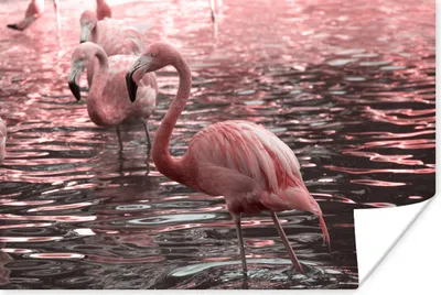 Produktbild von MuchoWow® Poster Eine Gruppe von Flamingos steht im Wasser 30x20 cm - Plakate - Print