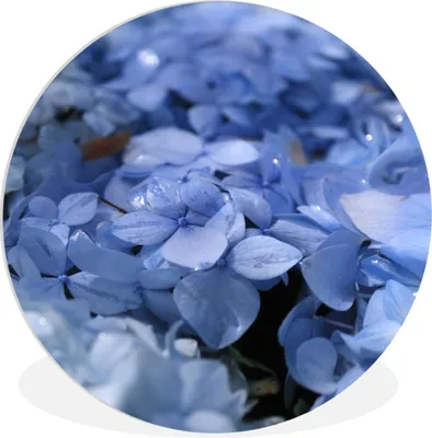 Produktbild von MuchoWow® Rundes Wandbild - Runde Bilder Blaue Hortensien mit Wassertropfen Ø 60 cm Kreis Wanddekoration Kunststoff - Wandkreis - Wandschmuck - Wand Kreis - Das Schlafzimmer - Die Bilder - Wandmalerei - Kunst für das Haus - das Plastik