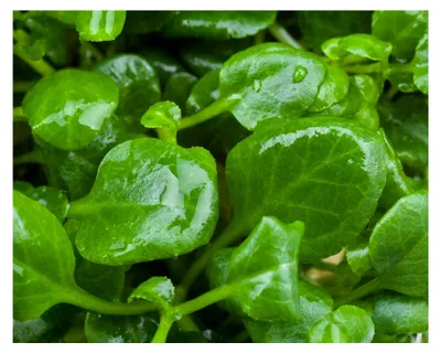 Produktbild von Zwerg-Kardinalslobelie/Lobelia cardinalis Mini - NatureHolic In-Vitro Aquarium Pflanze