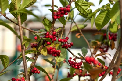 Produktbild von Cotoneaster watereri 'Pendulus', Zierstrauch, hängend, 100–125 cm