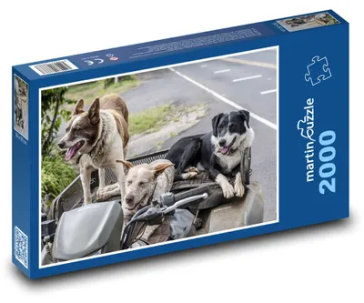 Produktbild von Puzzle 2000 Hunde auf Motorrad - martinpuzzle