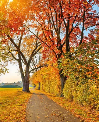 Produktbild von Wallario Sticker / Aufkleber für Kühlschrank / Geschirrspüler / Küchenschränke, selbstklebende Folie - 60 x 80 cm, Motiv: Herbstlicher Waldweg mit buntem Laub