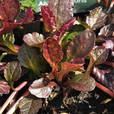 Obrázek produktu pro 6 x plazivá ajuga  - Ajuga reptans 'Atropurpurea'  | Květináč 9 cm x 9 cm