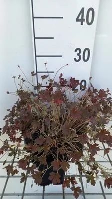 Obrázek produktu pro 6 x Geranium oxon. 'Sanne' - Cranesbill - květináč 9 x 9 cm