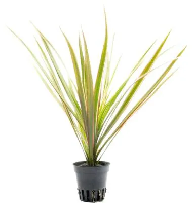 Produktbild von Terrariumpflanze DENNERLE PLANTS Drachenbaum - Dracaena ‘Magenta Top’