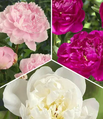 Produktbild von BALDUR Garten 3er Duft-Pfingstrosen 'Raritäten-Mix', Pflanzen im 11 cm-Topf, Paeonia Sarah Bernhardt, Immaculee, Rich and Fame, winterharte, mehrjährige Duft-Stauden, dekorative Schnittblume