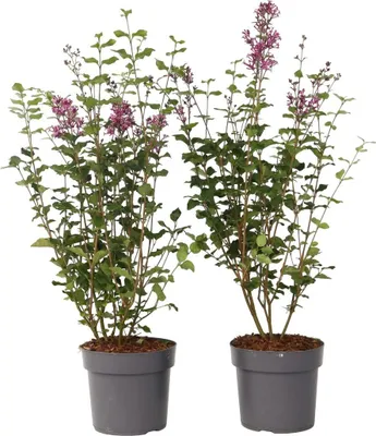 Zdjęcie produktu dla Bez - 2 szt - Syringa 'Bloomerang' - Wysokość 55-65cm - ⌀19cm