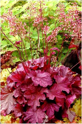 Produktbild von Stauden Gänge 1 x Heuchera Hybride 'Berry Smoothie' im 1 Liter Topf - Purpurglöckchen - Ein Farbfeuerwerk in Himbeer- und Brombeertönen