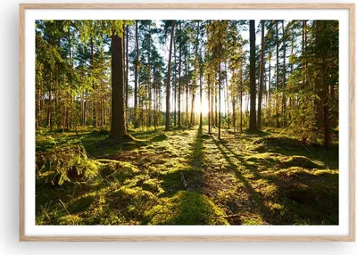 Produktbild von Gerahmtes Poster - Rahmen in heller Eiche - Wald Baum Natur - 100x70 cm - Wand Bild - Wanddeko - Wandbilder - Wandposter - Bilderrahmen - Bilder - Kunstdruck - Wandbild - P2NAA100x70-3724