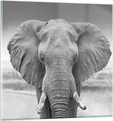 Produktbild von Bilder auf glas - Einteilig - Elefant Afrika Tier - 70x70cm - Glasbilder - Wandbilder - Bilder - zum Aufhängen bereit - Wanddekoration aus Glas - Glas Bilder - Wandbild auf Glas - GAC70x70-5072