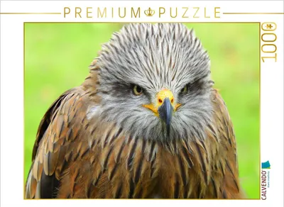 Produktbild von CALVENDO Puzzle Adler | 1000 Teile Lege-Größe 64x48cm Foto-Puzzle für glückliche Stunden