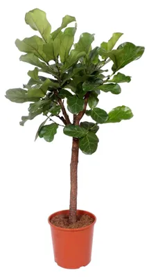 Produktbild von Ficus Lyrata Baum - Tabakpflanze - Zimmerpflanze - Höhe 160-180 cm - Topfgröße Ø30 cm