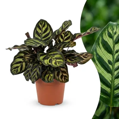 Image de Green boutiQ - Calathea Makoyana - Pauwenplant - 1 Plant - Pot 12cm - Hoogte - 25cm