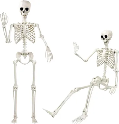 Productafbeelding van Halloween skelet, 90 cm. Groot decoratief skelet voor Halloween, met bewegende gewrichten, geschikt voor Halloweenfeestjes, decoratie in de tuin of voor een spookhuis