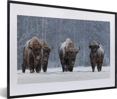 Produktbild von MuchoWow® MuchoWow® Gerahmtes Poster Tiere - Schnee - Amerika 60x40 cm - Poster mit zchwarzem Bilderrahmen - Schlafzimmer - Plakat in Rahmen - Drucken