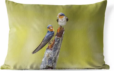 Produktbild von MuchoWow® Outdoor Kissen - Vögel - Zweig - Porträt - 60x40 cm - Wetterfest - Lounge Kissen - Zierkissen - Kissen für Innenräume