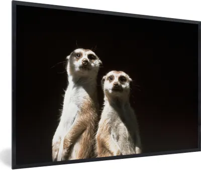 Produktbild von MuchoWow® Gerahmtes Poster Schwarz - Erdmännchen - Tiere 90x60 cm - Poster mit Schwarzem Bilderrahmen Wandposter Rahmen Foto Bilder - Fotorahmen - Foto-Plakat