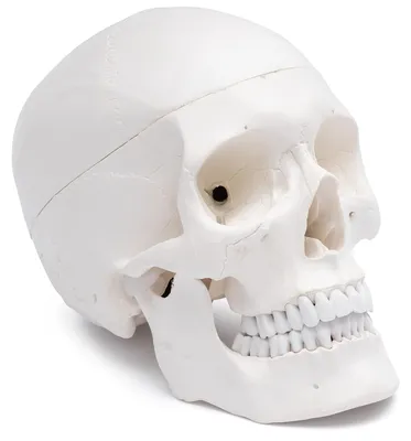 Anatomisches Schädelmodell, lebensgroß, abnehmbare Kalotte