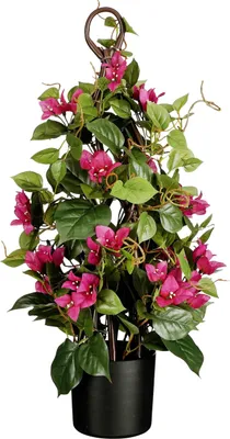 Produktbild von Mica Decorations Bougainvillea im Topf Ø 30 x 60 cm fuchsia