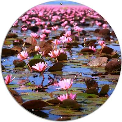 Produktbild von Wallario rundes Outdoor-Poster für Garten oder Balkon, Motiv Seerosenlandschaft mit rosa Blüten, 120 cm Durchmesser