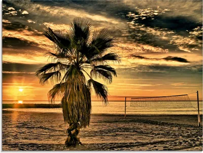 Produktbild von ARTland Glasbild Palme bei Sonnenuntergang Größe: 60x45 cm