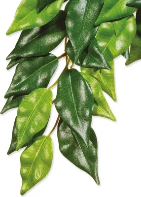 Obrázek produktu pro EXO TERRA visící rostlina Fikus 55cm Exo terra