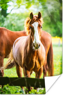 Produktbild von MuchoWow® Poster Pferde - Licht - Wiese 80x120 cm - Papierdruck
