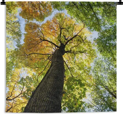 Produktbild von MuchoWow® Wandteppich Wandbehang Baum - Natur - Wald 90x90 cm Tapisserie Dekoration Wandtuch - Wandaufhänger