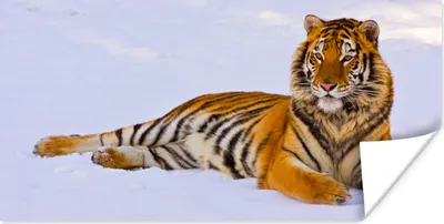 Produktbild von MuchoWow® Poster Tiger - Schnee - Winter - Tiere 120x60 cm - Bild