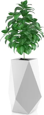 A white geometric planter with a green leafy plant.