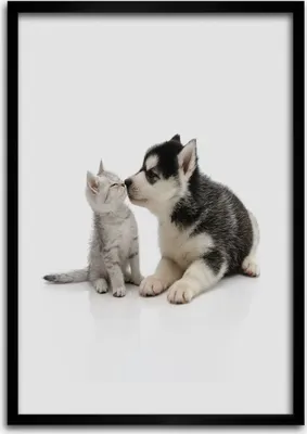 Produktbild von Bild - Bilderrahmen - Foto - 70 cm x 100 cm - MDF - Rahmen - Wandkunst - Hund und Katze