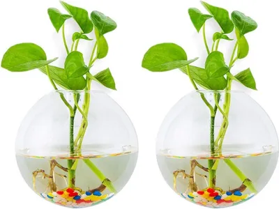 Zdjęcie produktu dla Wiszące na ścianie szklane donice 2szt kulisty kształt wazon terrarium na zewnątrz wewnątrz