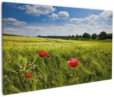Produktbild von Wallario Premium Leinwandbild Mohnblumenwiese auf grüner Wiese unter blauem Himmel in Größe 60 x 90 cm
