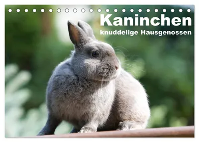 Produktbild von Kaninchen - knuddelige Hausgenossen (Tischkalender 2027 DIN A5 quer), CALVENDO Monatskalender