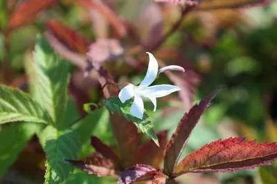 Obrázek produktu pro 6 x Gillenia trifoliata - Spirea trojlistá - květináč 9 x 9 cm