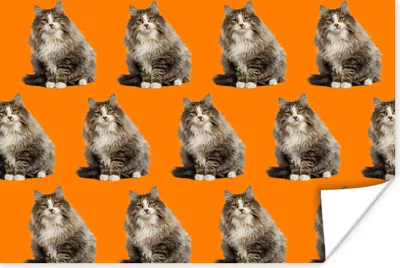 Produktbild von MuchoWow® Poster Haustier - Muster - Orange 90x60 cm - Schlafzimmer