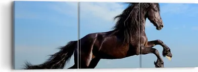 Produktbild von Bild auf Leinwand - Leinwandbild - Schwarzes Pferd Pferd Galopp - 90x30cm - Wand Bild - Wanddeko - Leinwanddruck - Bilder - Kunstdruck - Wanddekoration - Leinwand bilder - Wandkunst - CA90x30-0495