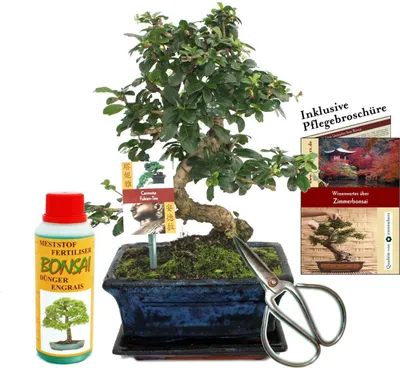 Zdjęcie produktu dla Zestaw upominkowy bonsai "Carmona" - Fukientee - ok. 8 lat - zestaw dla poczatkujacych
