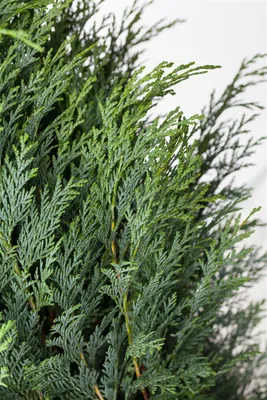 Produktbild von Chamaecyparis lawsoniana 'Columnaris', Blaue Säulenzypresse, 60–80 cm