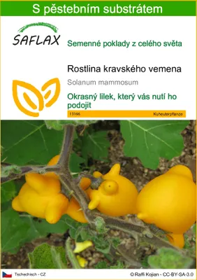 Obrázek produktu pro SAFLAX - rostlina kravského vemena - Solanum mammosum - 10 Semena - S pěstebním substrátem bez klíčků