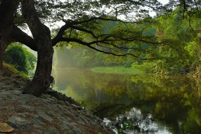 Produktbild von hansepuzzle 22464 - Baum am Wasser Puzzle, 2000 Teile, Natur, 90,0 x 60,0cm mit hochwertiger Aufbewahrung, Kartonbox und wiederverschließbarem Beutel