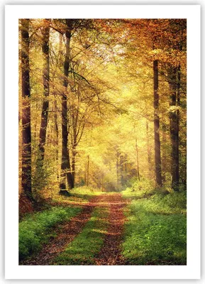 Produktbild von Poster - Poster ohne Rahmen - Wald Baum Natur - 50x70 cm - Wand Bild - Wanddeko - Wandbilder - Kunstposter - Wandposter - Bilder - Kunstdruck - Wanddekoration - Wandbild - P2XPA50x70-3718