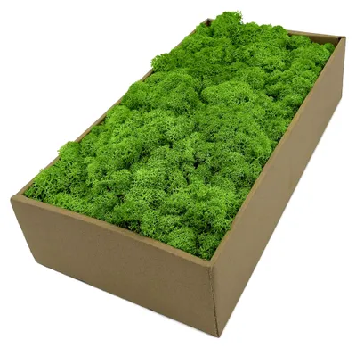 Produktbild von Islandmoos - Moos in 5 verschiedenen Farben 250 g / 500 g / 1 kg echtes konserviertes Naturmoos für Moosbilder, Dekoration und Modellbau (helles Grasgrün, 250 g)