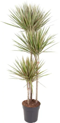 Zdjęcie produktu dla Dracaena Bicolour - 150 cm - Ø24