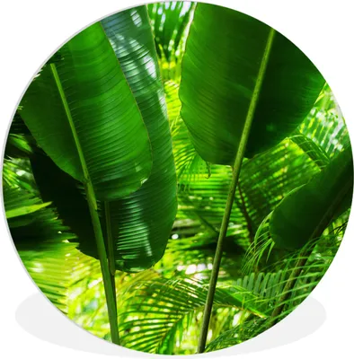 Produktbild von MuchoWow® Rundes Wandbild - Runde Bilder Tropische Blätter im Dschungel Fotodruck Ø 90 cm Kreis Wanddekoration Kunststoff - Wandkreis - Wandschmuck - Wand-Kreis - Wohnzimmer - Bild - Runde - Wanddeko - Dibond - Kunstdrucke