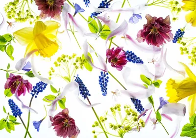 Produktbild von Fototapete Vlies 13019V8 Blumen 4-tlg. 368 x 254 cm