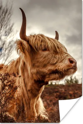 Produktbild von MuchoWow® Poster Scottish Highlander - Strauch - Heidekraut 80x120 cm - Papierdruck