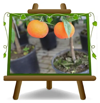 Produktbild von Valencia Orangenbaum im Topf 35 cm